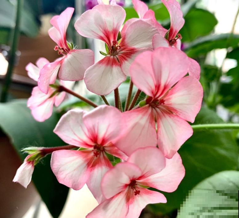 夏天养花，这4个地方不能养，不然植物都死了