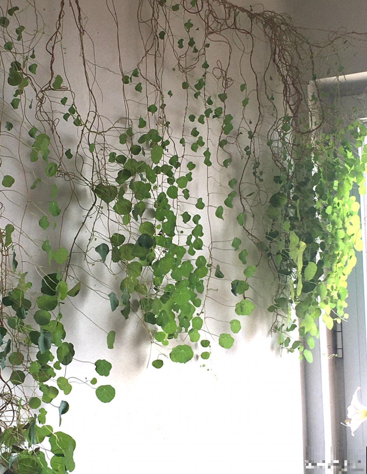 墙面大改造！种上4种爬墙花，我家的院墙成了拍照景点……