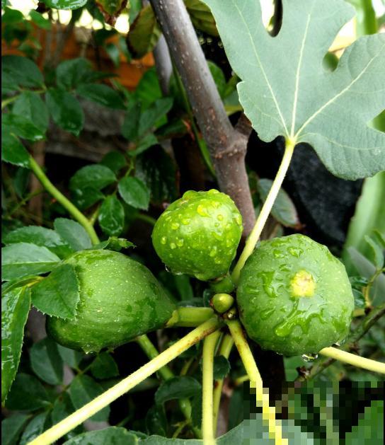 自己动手,院子里种无花果,省钱还放心 自己动手,院子里种无花果,省钱还放心