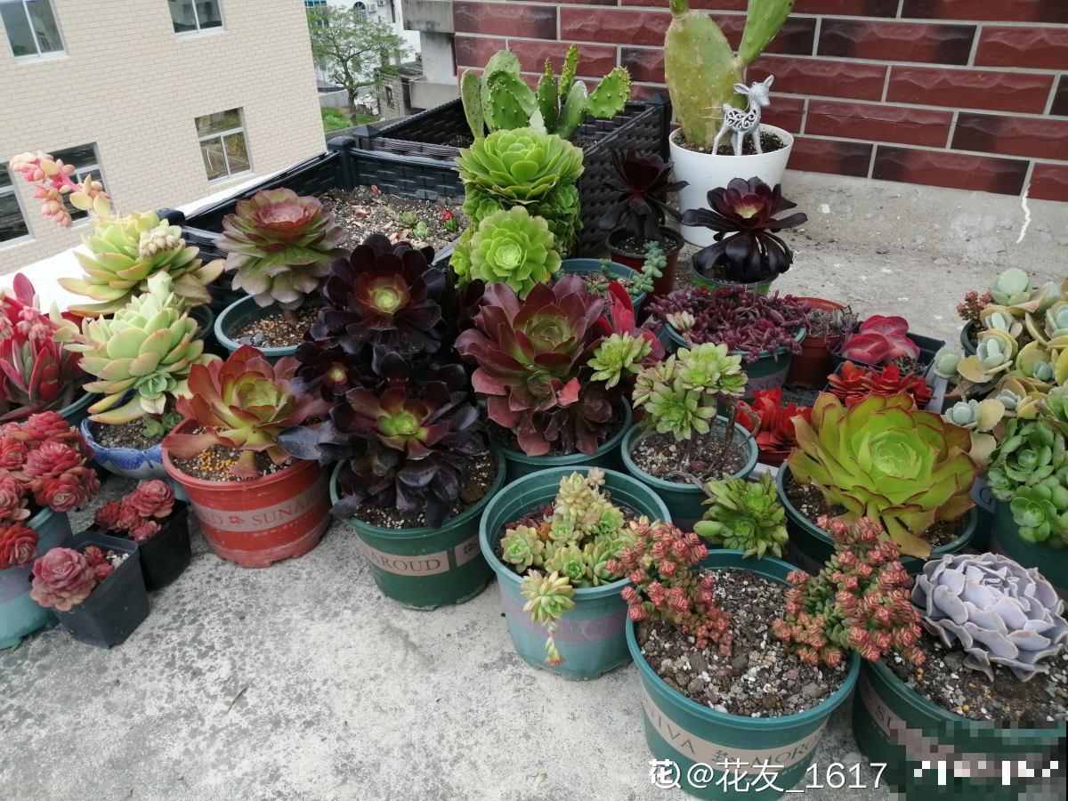 一楼的小院和顶楼的天台,养花人的选择恐惧症,到底哪个好 一楼的小院和顶楼的天台,养花人的选择恐惧症,到底哪个好