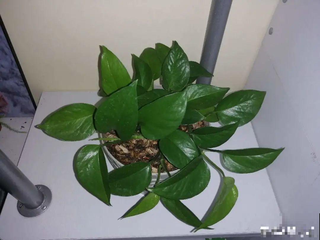 夏天养绿萝，注意4个要点，嗖嗖蹿个子，长成绿窗帘