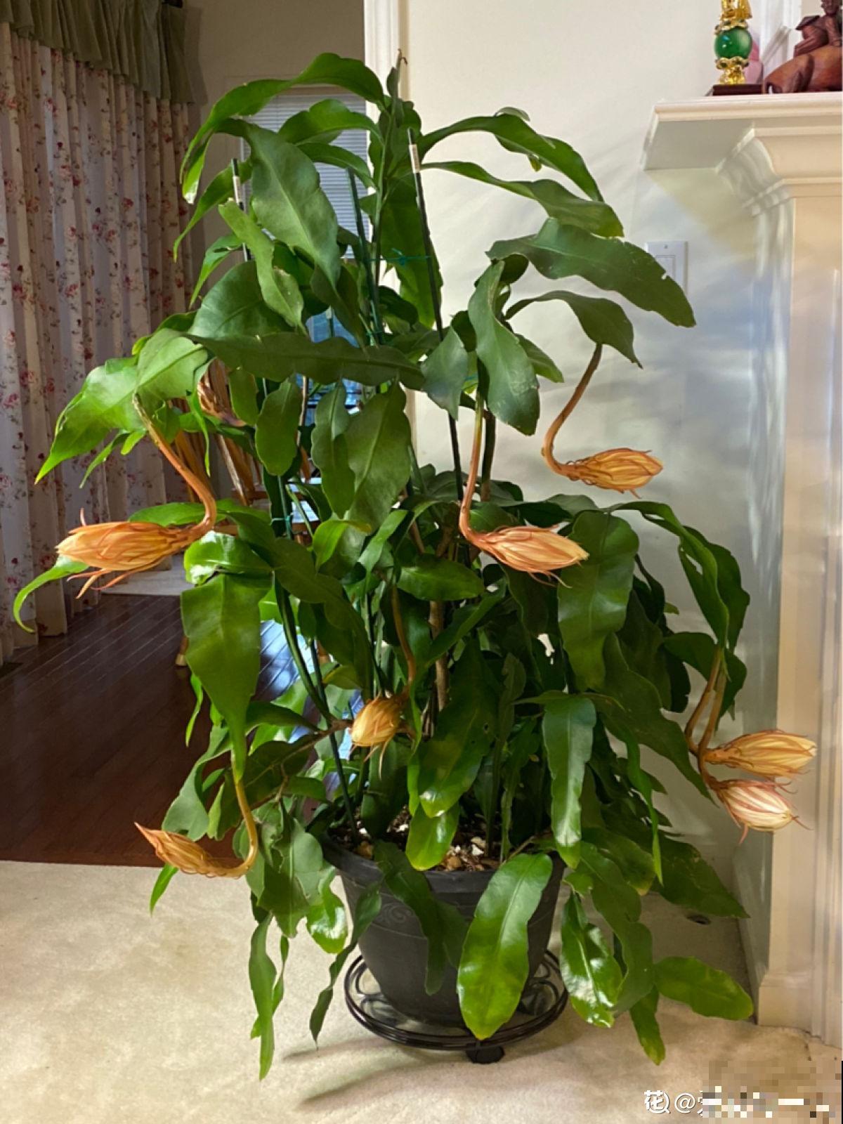 神秘莫测的昙花，秋季午夜才会开花，你见过吗