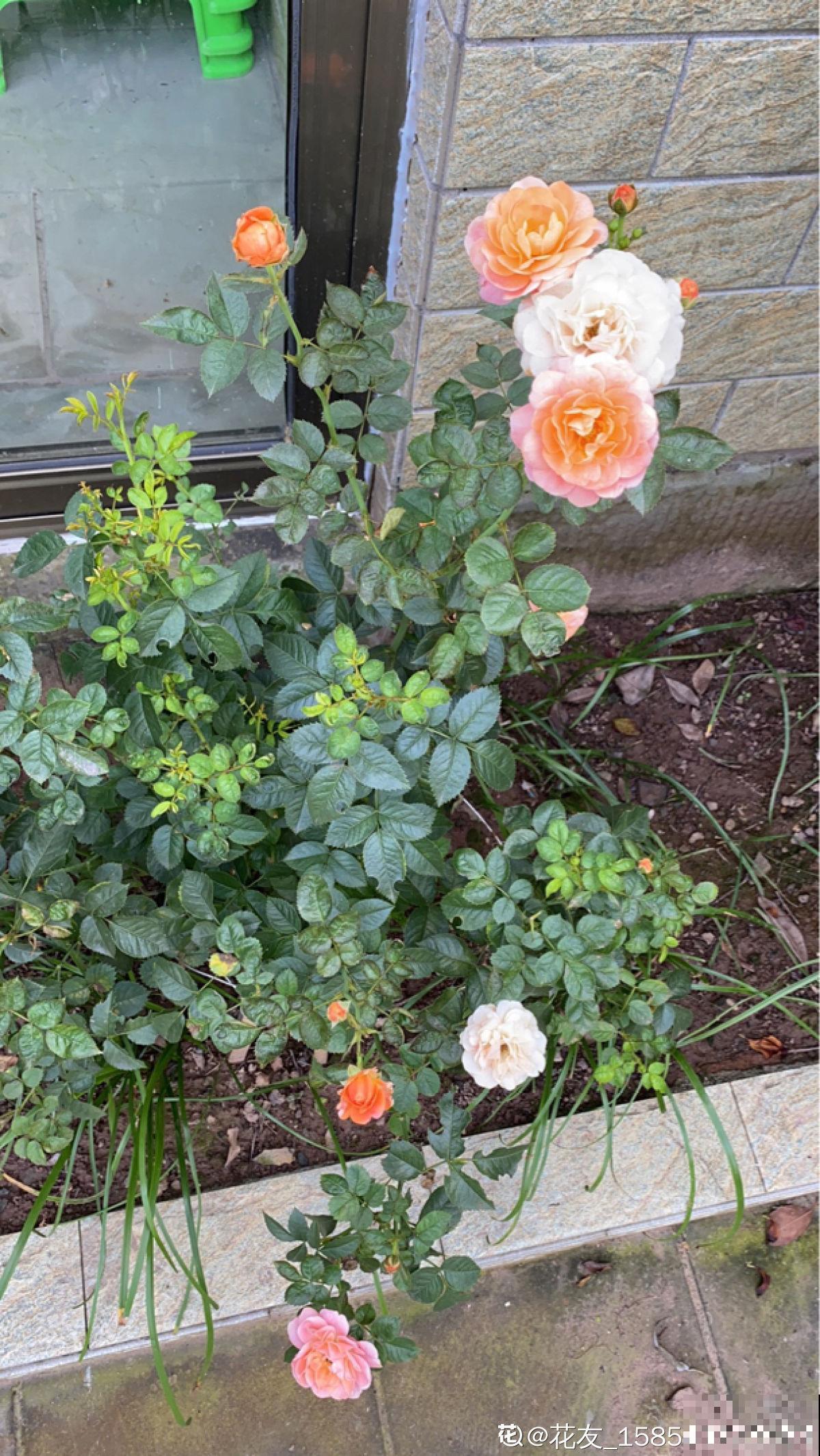 真正适合养花的院子，都有4个特点，利用好了院子变花园