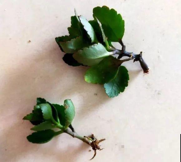 三伏天,8种花进入“鬼门关”,切莫大意 三伏天,8种花进入“鬼门关”,切莫大意