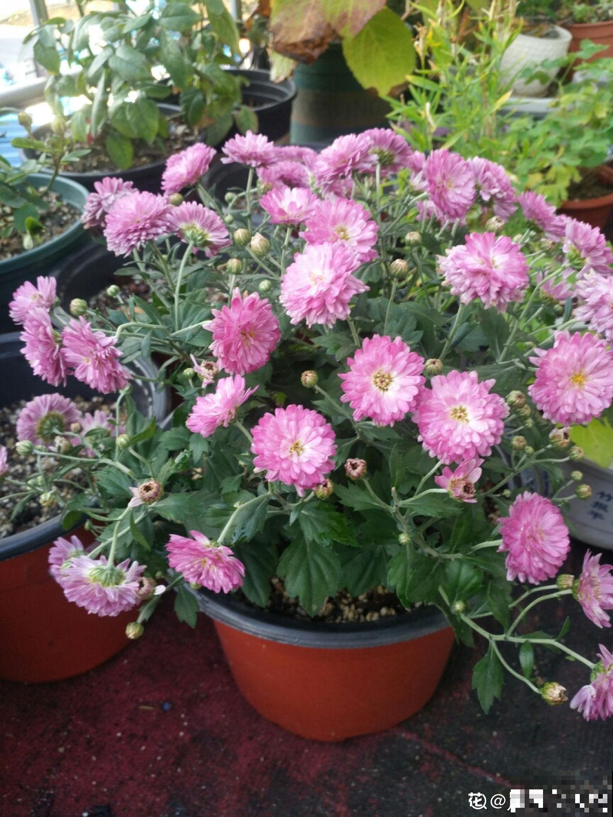 花朵中的“爆花机器”，初秋正是生长旺季，越“掐”花越多