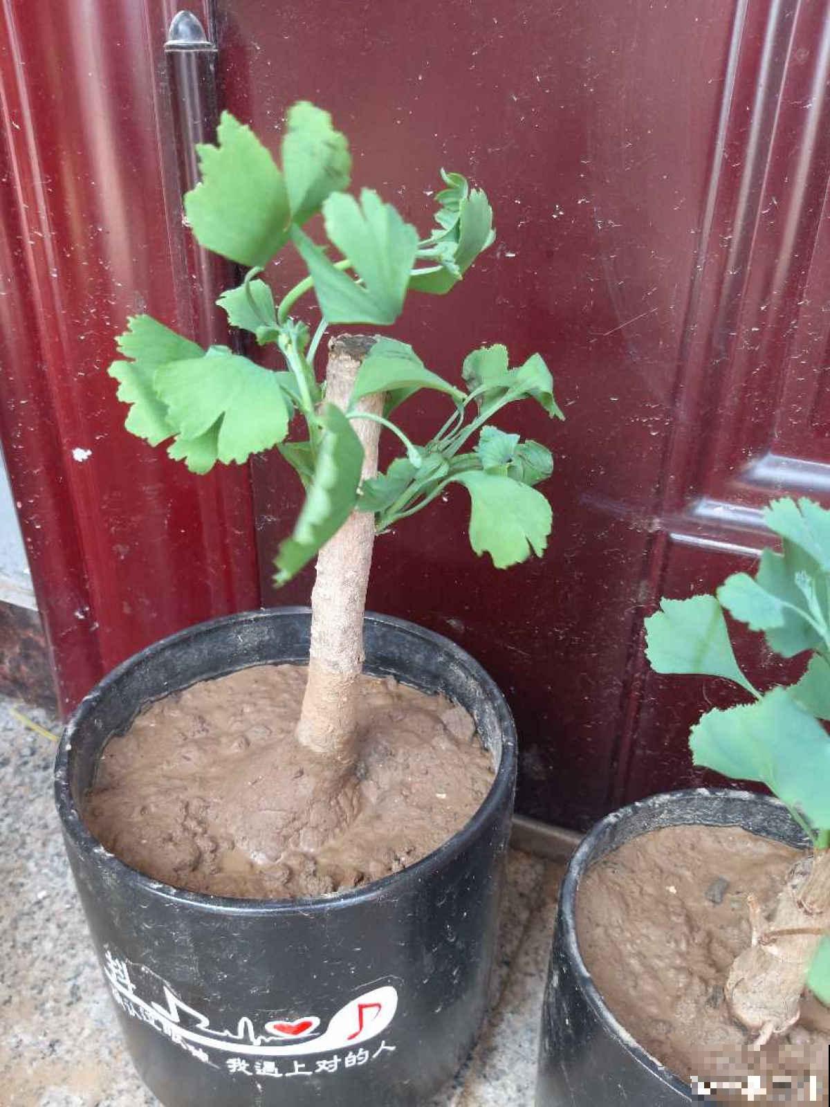 秋天银杏成了“黄金树”,颜值超高,为啥种的人很少 秋天银杏成了“黄金树”,颜值超高,为啥种的人很少