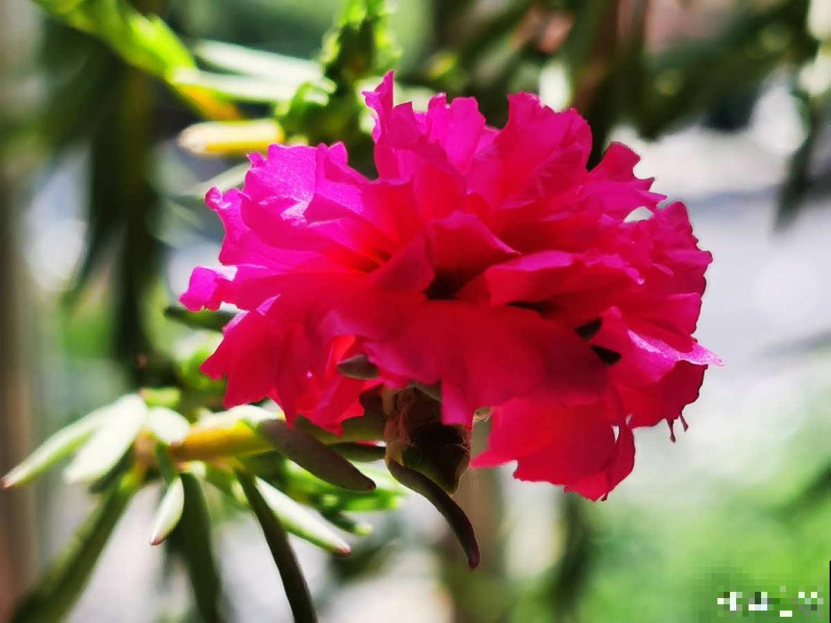 4种便宜花,年限越长越金贵,养好了能当成传家宝 4种便宜花,年限越长越金贵,养好了能当成传家宝