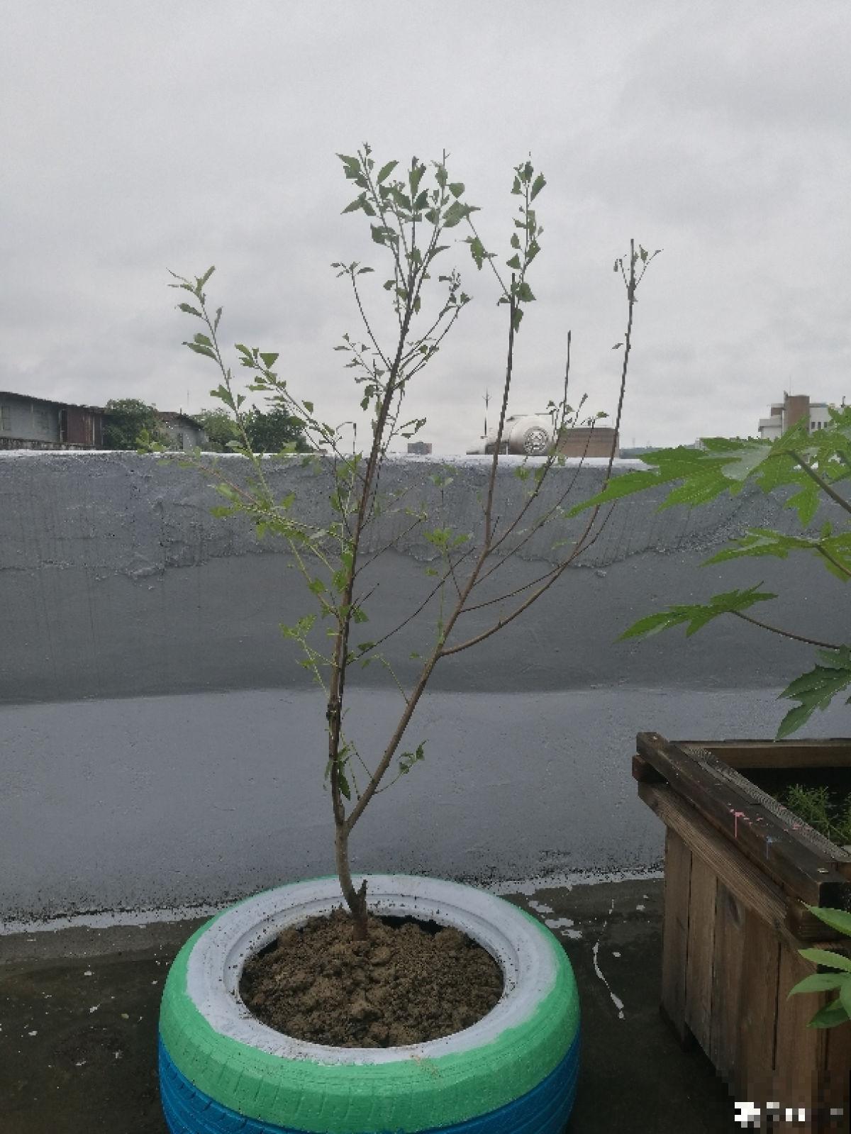 桃树扦插总不活,掌握3个要点,扦插比嫁接生长更迅速 桃树扦插总不活,掌握3个要点,扦插比嫁接生长更迅速