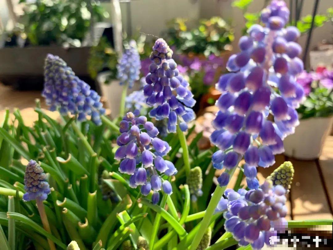 现在适合种11种花，耐寒好养活，呼呼开花爆盆