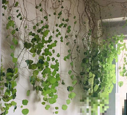 在家养棵爬藤花,开花多,还耐阴,适合新手 在家养棵爬藤花,开花多,还耐阴,适合新手