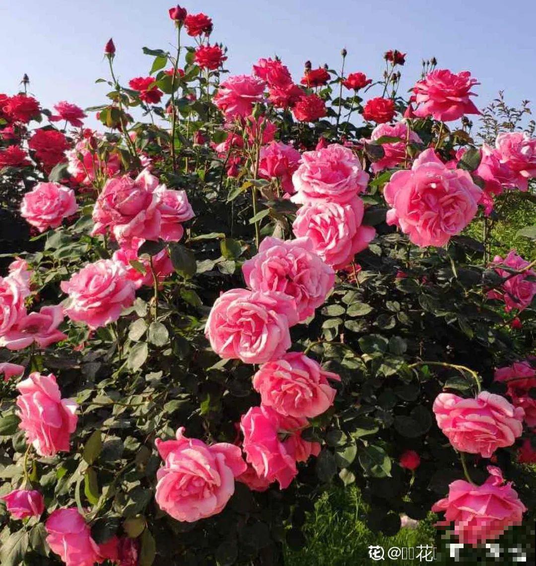 绿化带“壕”无人性，10万块的花堆一起，你认识几个？