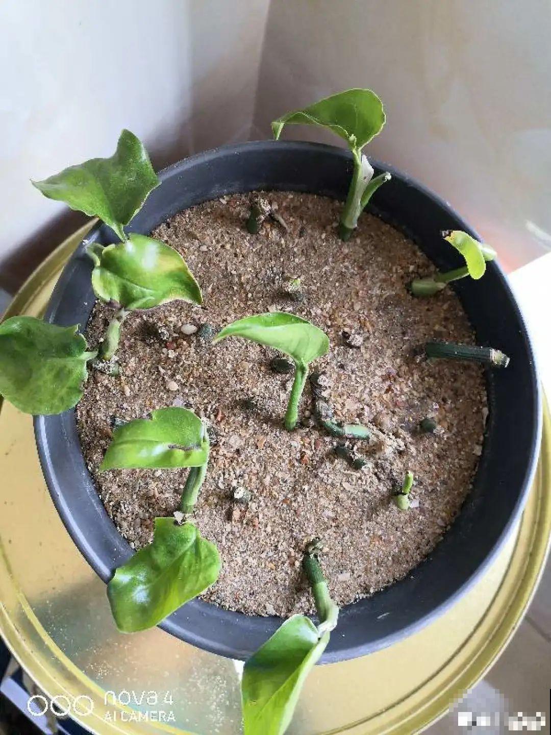 夏天看见气生根,赶紧剪下来,插土里就活 夏天看见气生根,赶紧剪下来,插土里就活