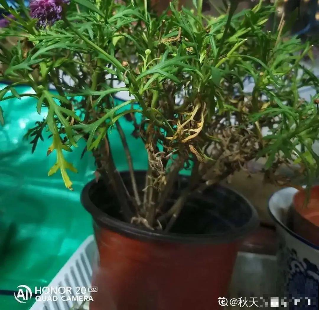 初秋8种花不能剪，轻则不开花，严重可能剩空盆