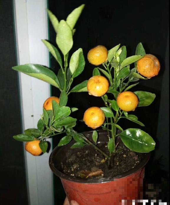 盆栽柑橘想结果，只需5个步骤，养好了就能结出“金元宝”