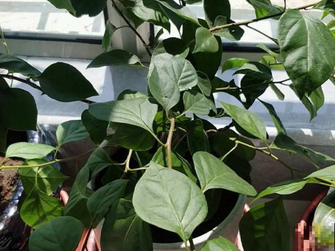 养护三角梅，注意3个养护要点，花期“超长待机”