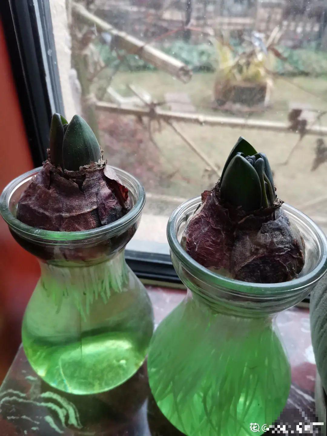 土里种个“洋葱球”,开出美艳花,香味飘满屋 土里种个“洋葱球”,开出美艳花,香味飘满屋