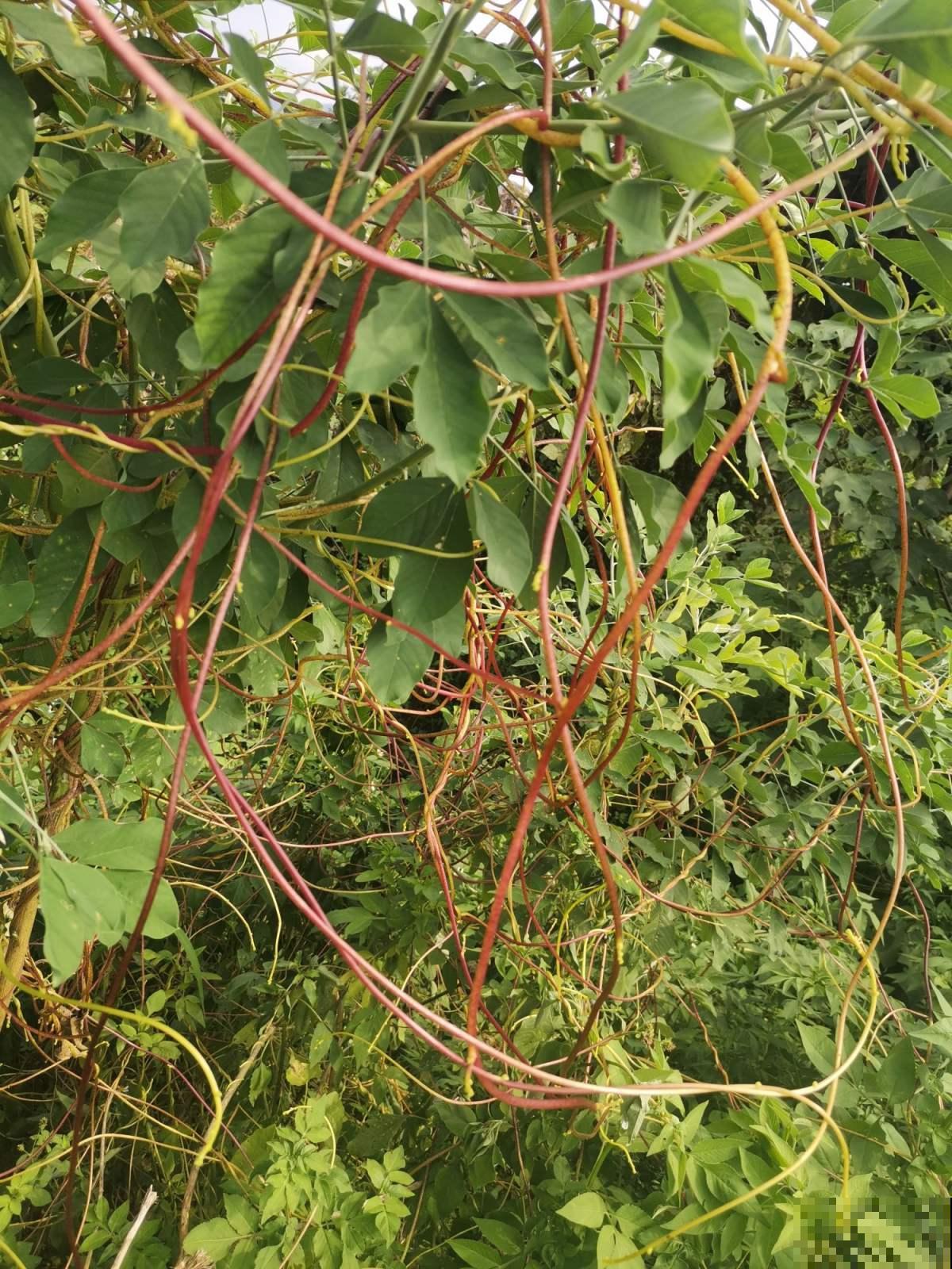 老中医爱养的60种植物，图文并茂特详细，种一盆养人养身心