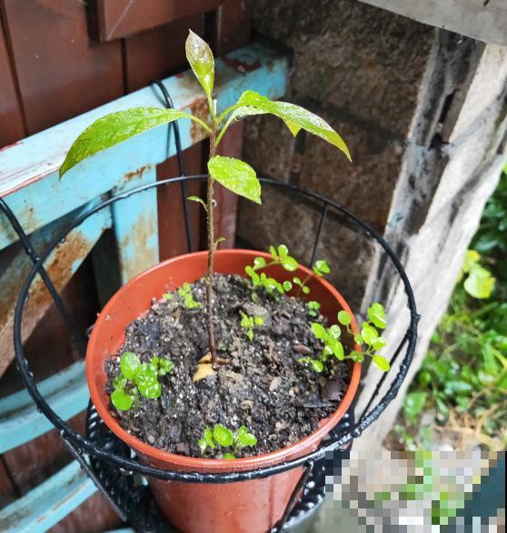 1粒种子几块钱，掌握6个养护方法，结出的果实可达几百块