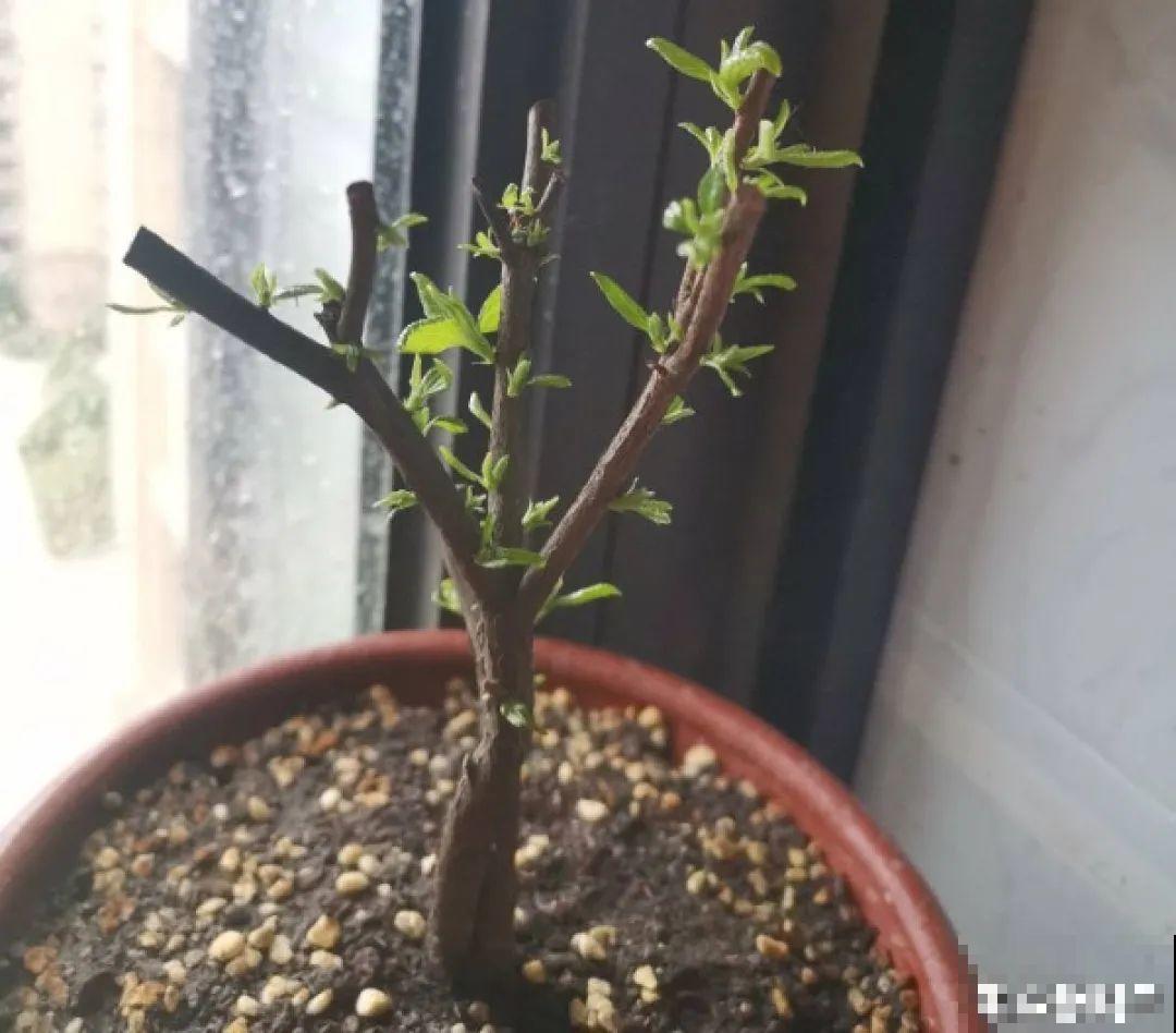 警惕秋老虎，别让你的花，度过夏天，却死在秋天