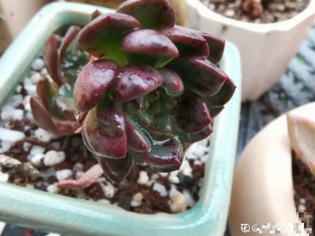 多肉生虫，小白药不能少，撒上一些效果好