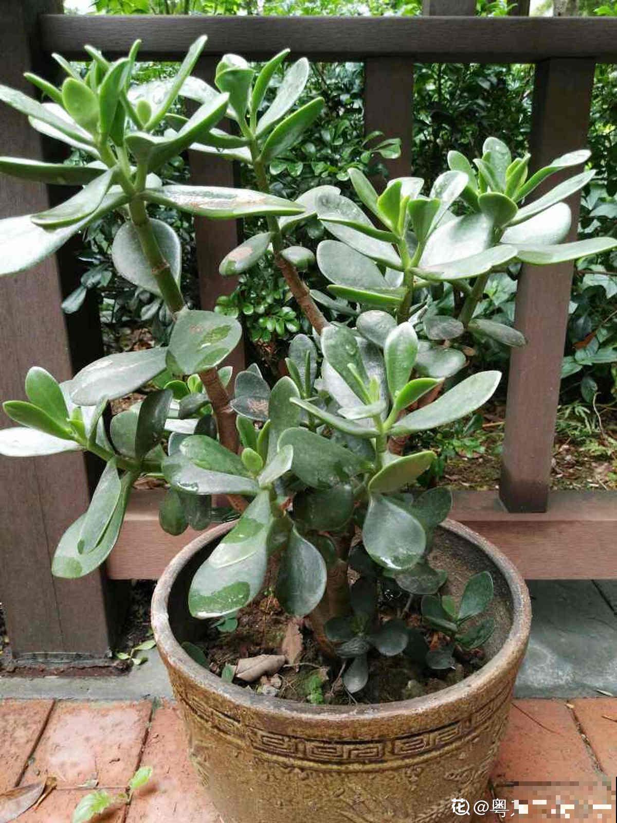 夏天浇水难，多浇少浇都不行，掌握3“不要”，植物还能继续长