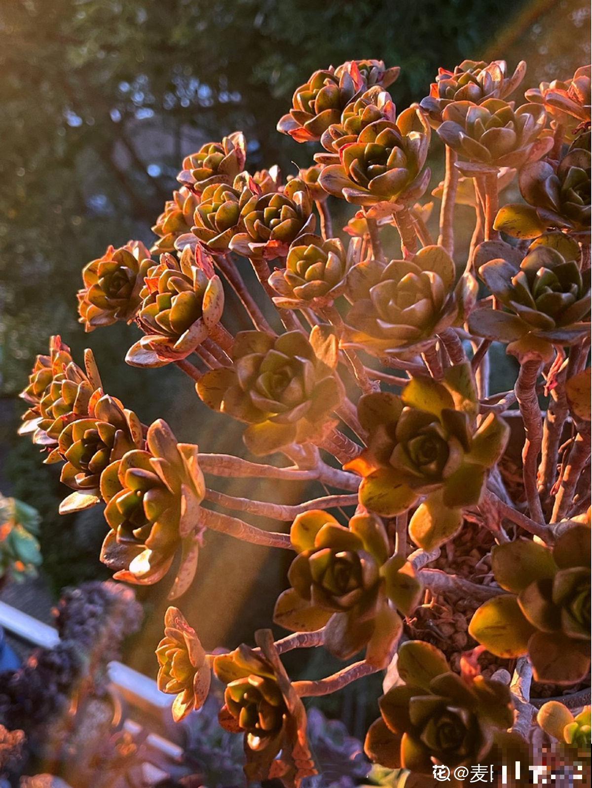 秋后最困扰的事儿,就是大把掉头发,6个妙招改善掉发 秋后最困扰的事儿,就是大把掉头发,6个妙招改善掉发