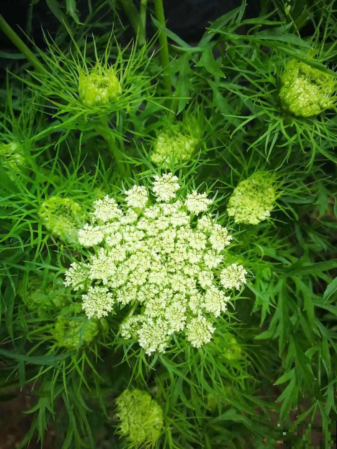 水塘边长出的“烤肠”,原来叫香蒲,毛茸茸特好玩 水塘边长出的“烤肠”,原来叫香蒲,毛茸茸特好玩