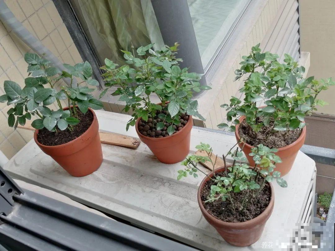 10种花并不是一次性,掌握养护要点,还能复花 10种花并不是一次性,掌握养护要点,还能复花