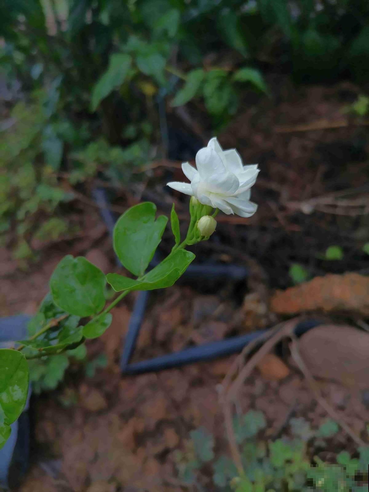 茉莉黄叶落叶怎么办？教你轻松养茉莉，重新繁茂