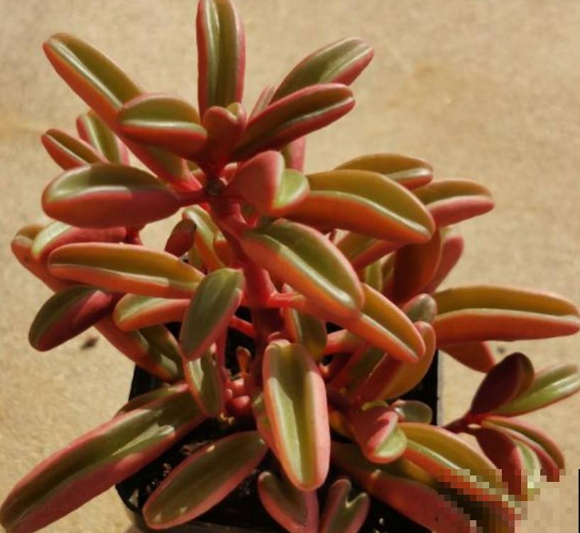 夏天养多肉，小妙招得用起来，不然最后剩个盆