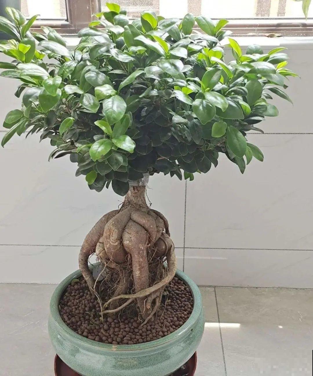 家里养8种花，独特有气质，还有满满安全感