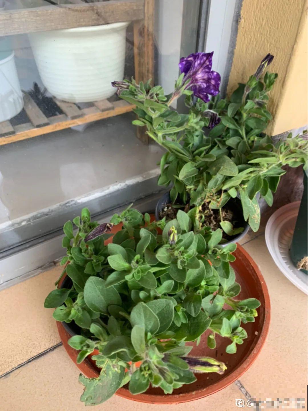 百合开花后，养分消耗太大，补充肥料是关键