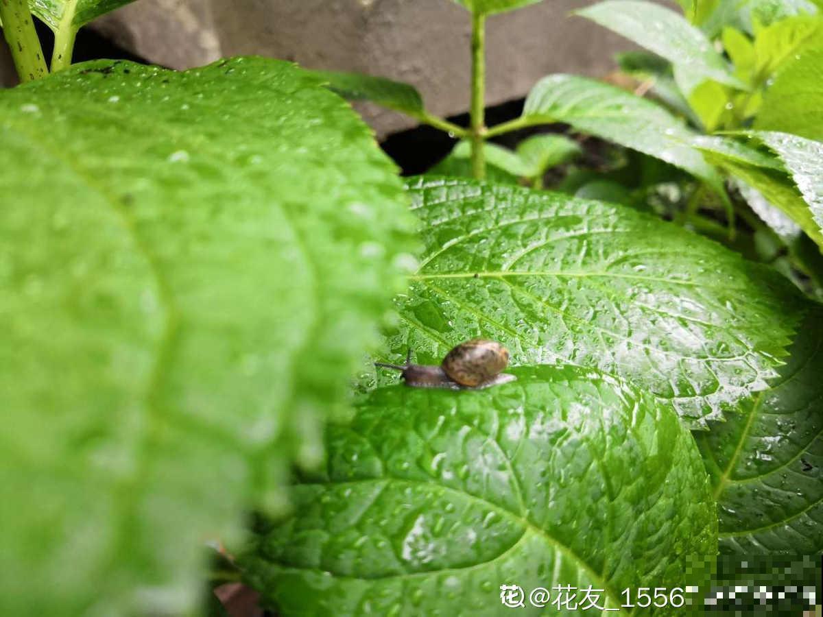植物招虫怎么救？预防最重要，4招快速解决