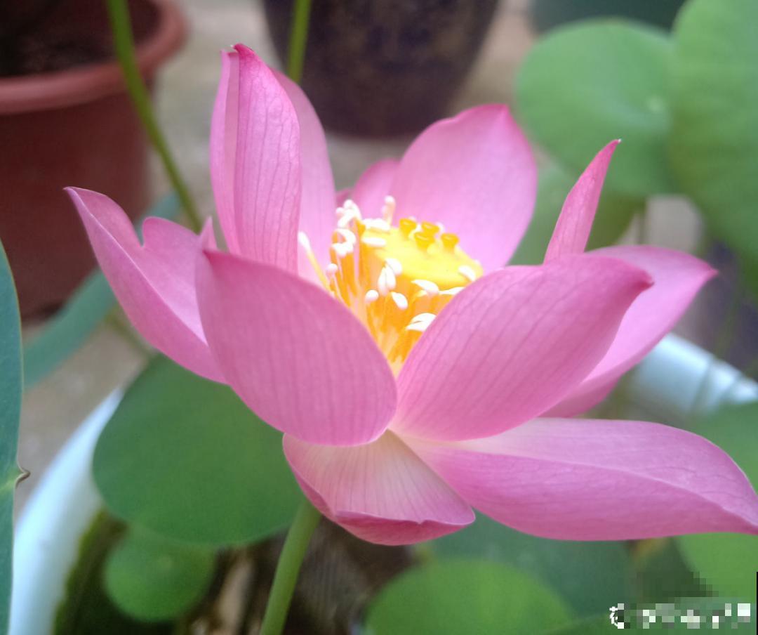 聪明人养4种花,一定记得收种子,多的能赚钱 聪明人养4种花,一定记得收种子,多的能赚钱