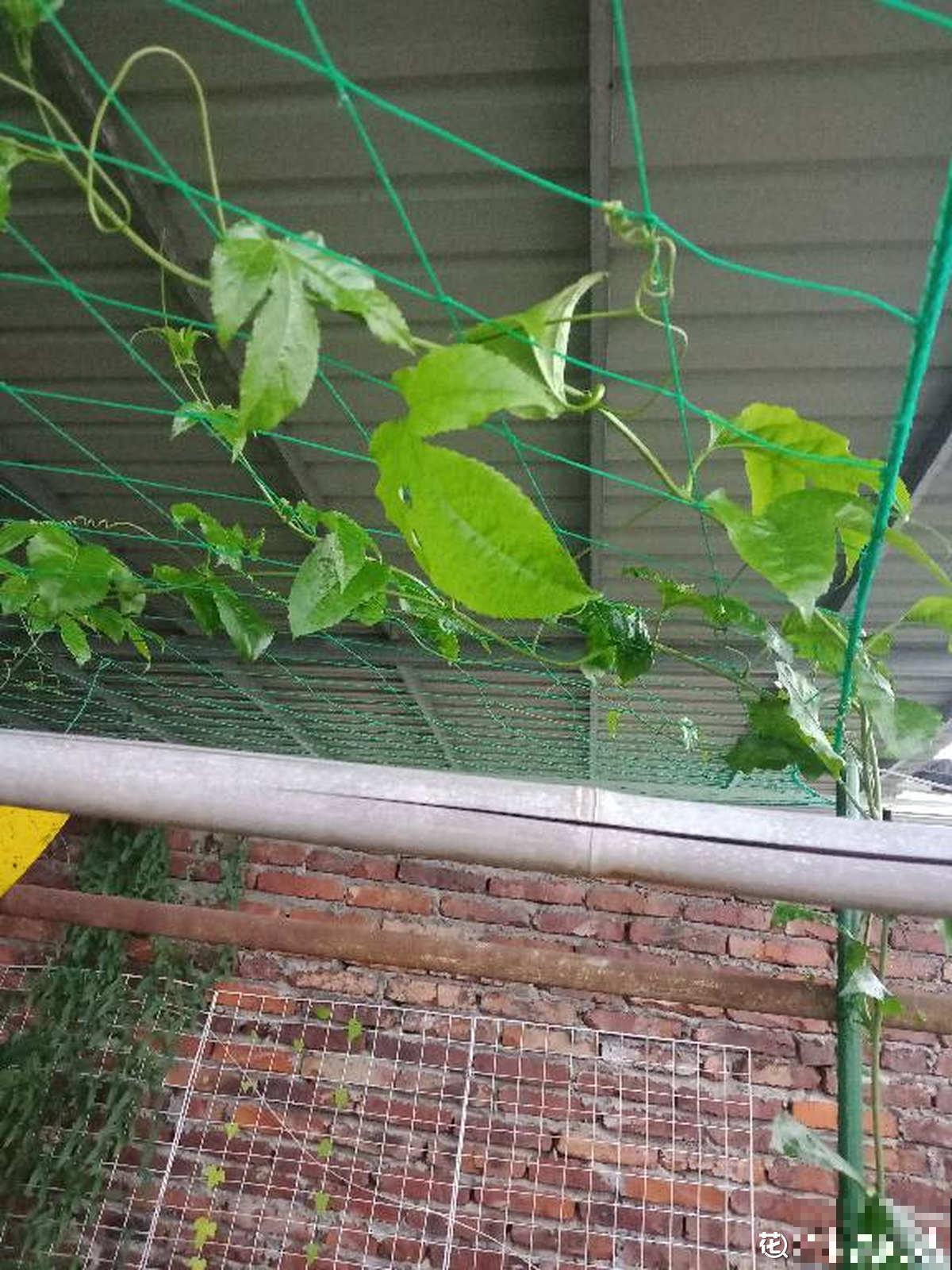 一棵百香果，3种养殖方法，爬藤扎地任你选