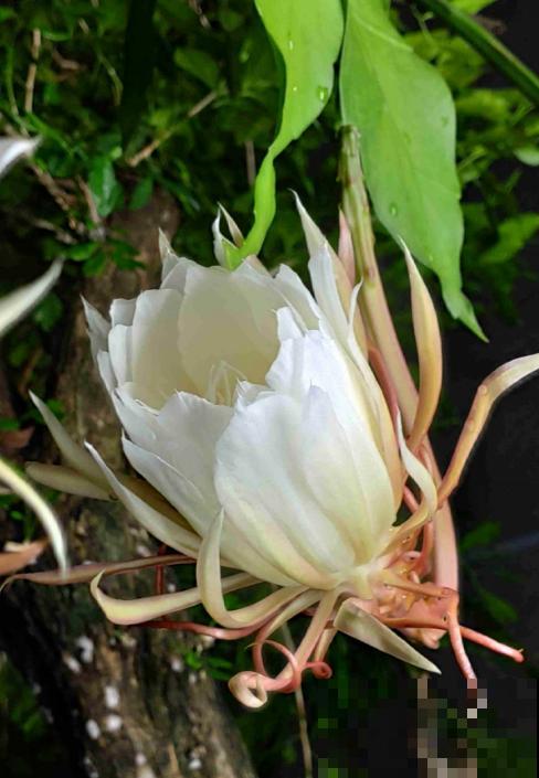 神秘莫测的昙花，秋季午夜才会开花，你见过吗