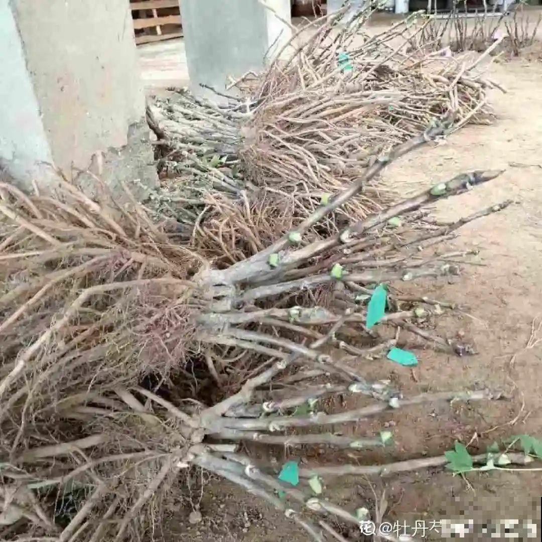 8种花夏天不能买,买回来就死,白浪费钱 8种花夏天不能买,买回来就死,白浪费钱