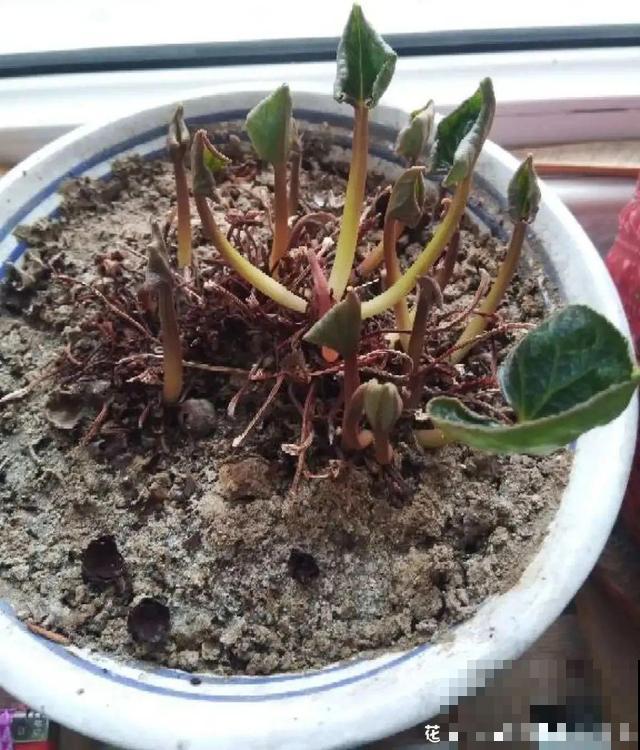 三伏天,8种花进入“鬼门关”,切莫大意 三伏天,8种花进入“鬼门关”,切莫大意