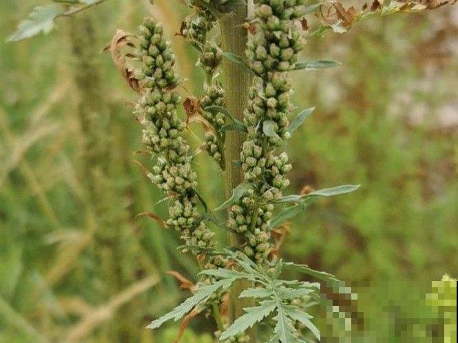 入侵植物爬进门，赶紧用开水烫死，不然就长疯了