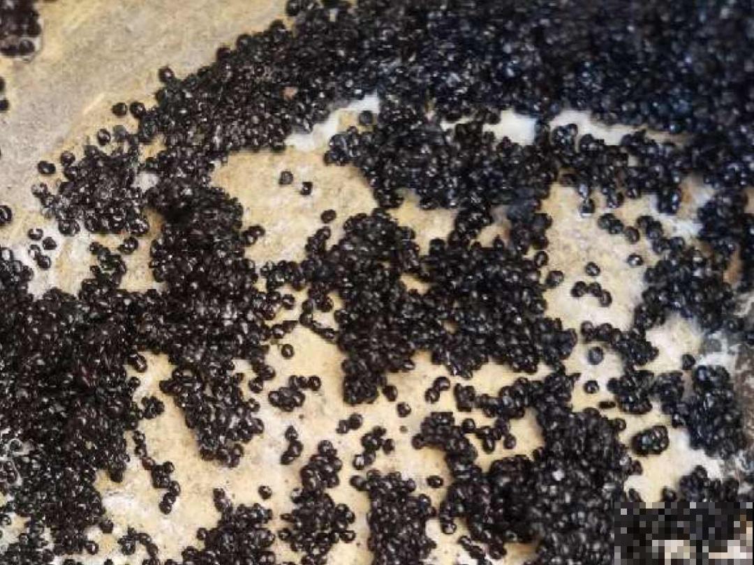 10种花开完不要剪，等20天之后，1盆变多盆