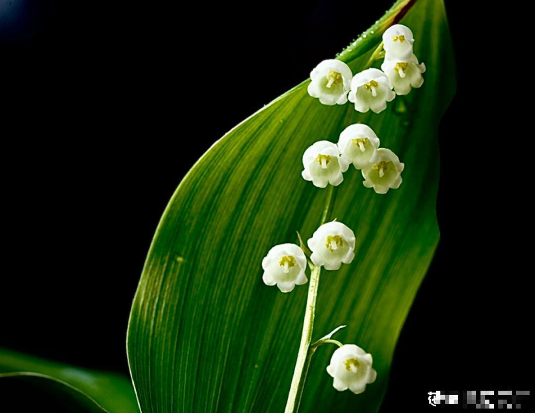 30℃以上，10种花就先别养了，买一盆死一盆，别怪我没提醒你