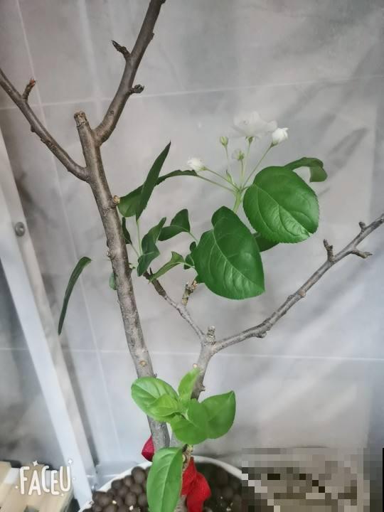 1棵苹果树，学会这6步，变成“高级”盆景