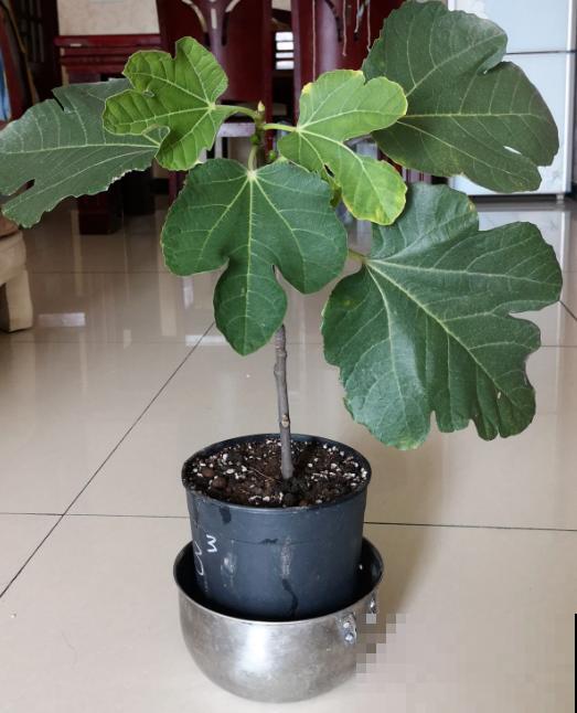 自己动手,院子里种无花果,省钱还放心 自己动手,院子里种无花果,省钱还放心