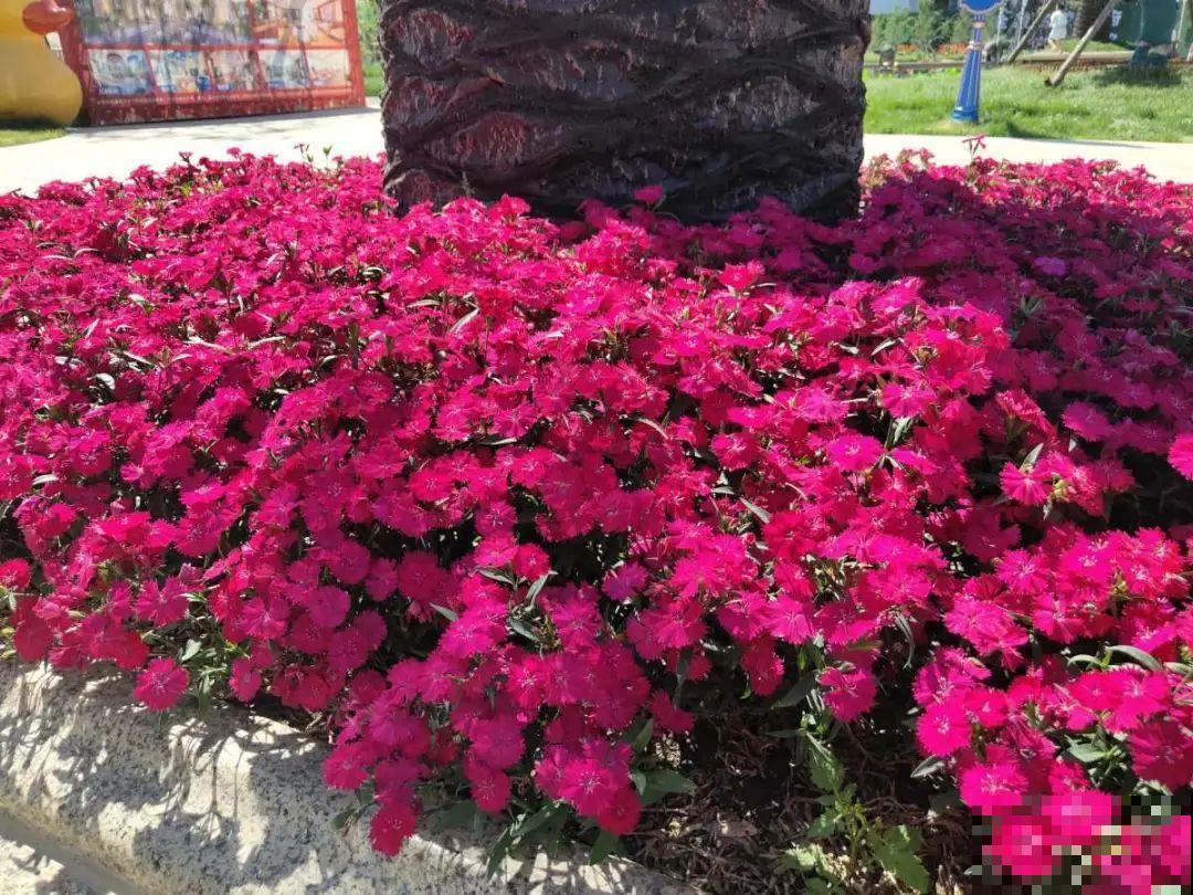 绿化带“壕”无人性，10万块的花堆一起，你认识几个？