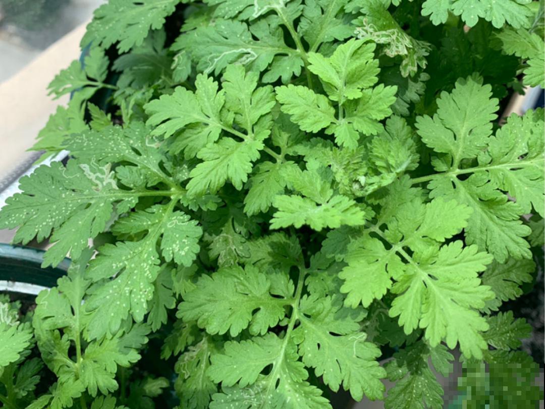 播种时间到,立秋后撒下去,冬春就开花 播种时间到,立秋后撒下去,冬春就开花