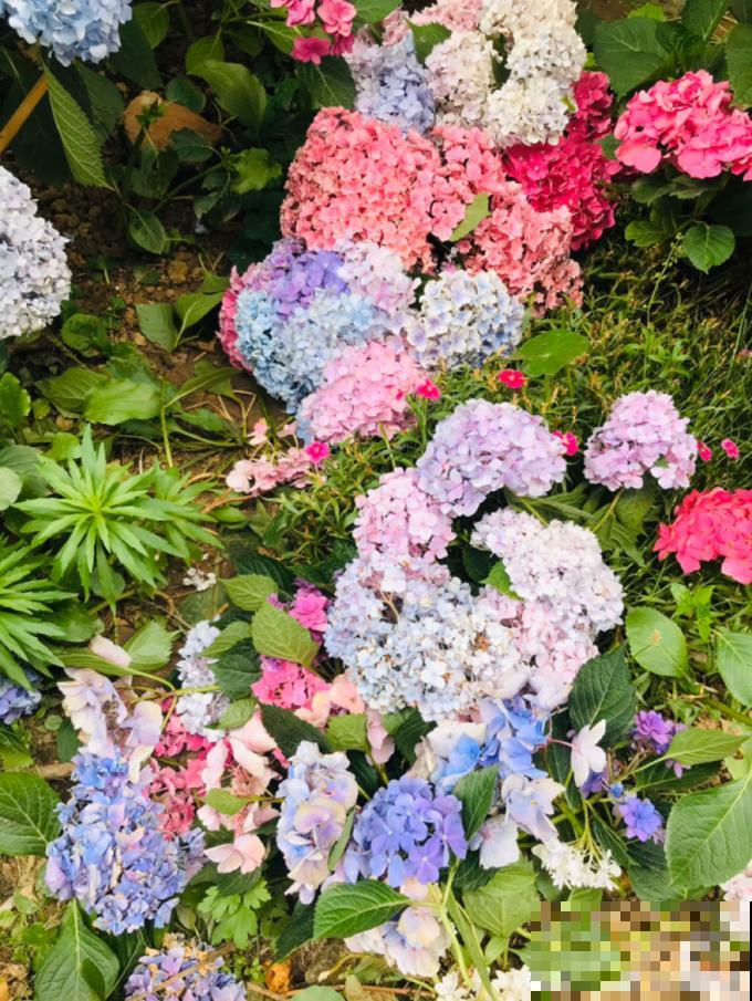 天热要修剪的花，不剪死得快，活不过夏天