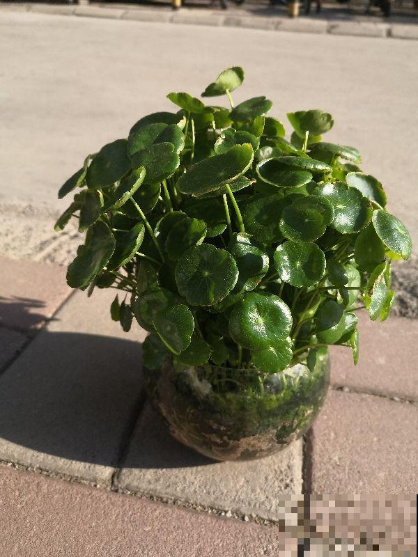 有3种家养花，种得好长得旺，养在家中有韵味