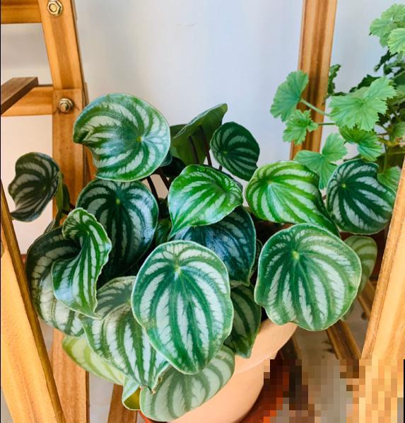 西瓜皮椒草暗淡无光，掌握这5步养护，家里也能赏“西瓜”