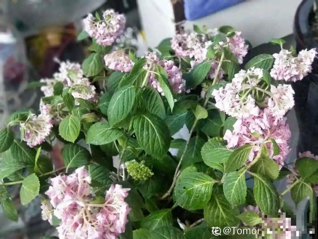 10种花，一天不见水就萎缩，狂补水就对了！