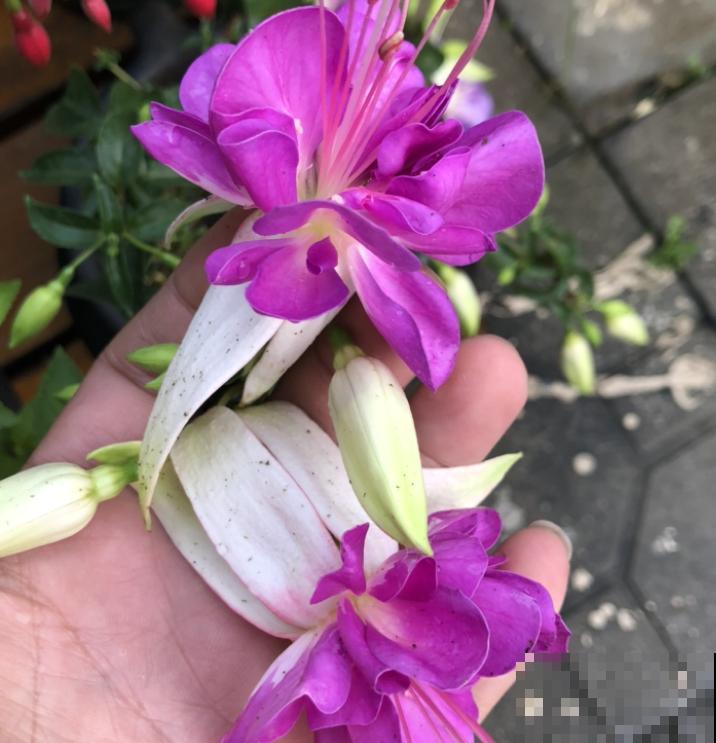 公认的“必死花”，买过“N”次都养不好，实在是太难养了！